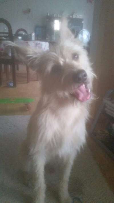 Als Welpen sind sie alle noch süßer-Beitrag-Bild