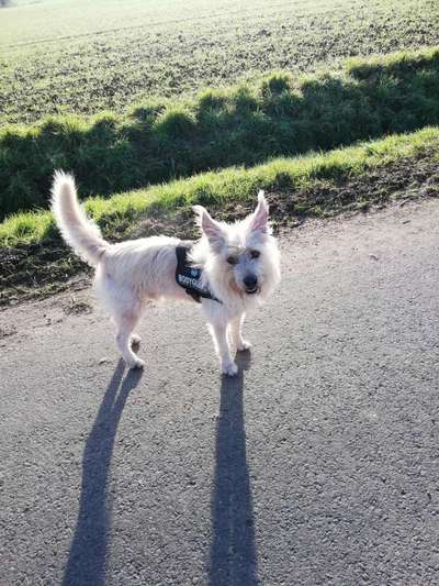 Mischlinge raten - Rätselspaß-Beitrag-Bild