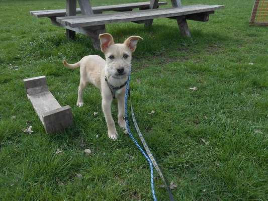 Mischlinge raten - Rätselspaß-Beitrag-Bild