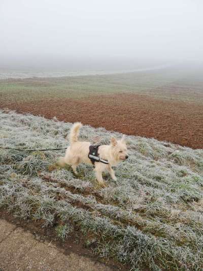 Mischlinge raten - Rätselspaß-Beitrag-Bild
