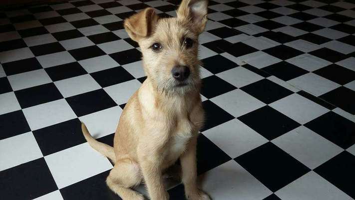 Als Welpen sind sie alle noch süßer-Beitrag-Bild