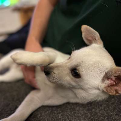 Hundetreffen-Spielfreunde für Hundespielplatz bei Rondorf gesucht-Bild