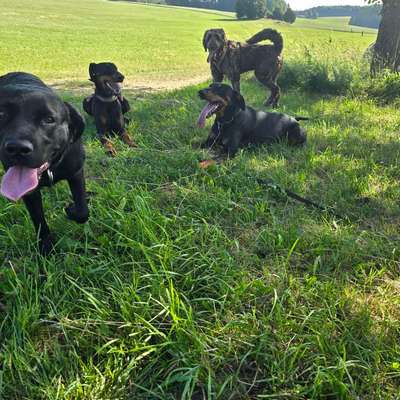 Hundetreffen-Hunde-Stunde-Bild