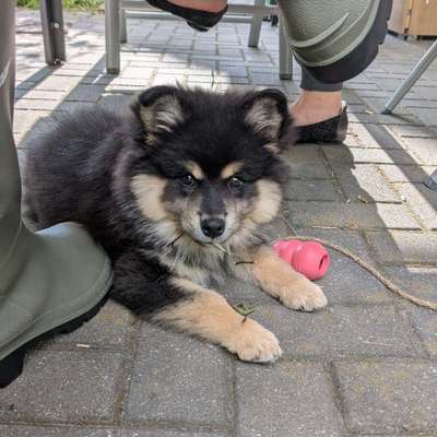 Hundetreffen-Playdate in der Nähe von Kulkwitzsee-Bild