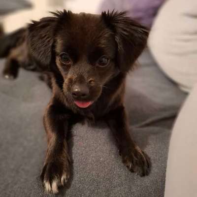 Hundetreffen-Spiel- und Gassitreffen-Bild