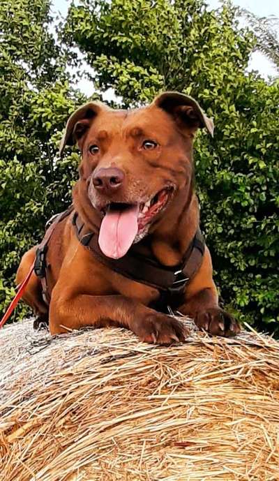 25. Farben Fotochallenge ,,Bernstein"-Beitrag-Bild