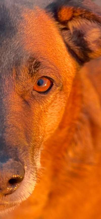 143. Fotochallenge: Ja, wo isser denn?-Beitrag-Bild