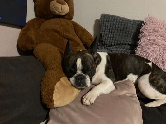 Hundetreffen-Wo sind die Bullys aus unserer Nähe????🥰-Bild