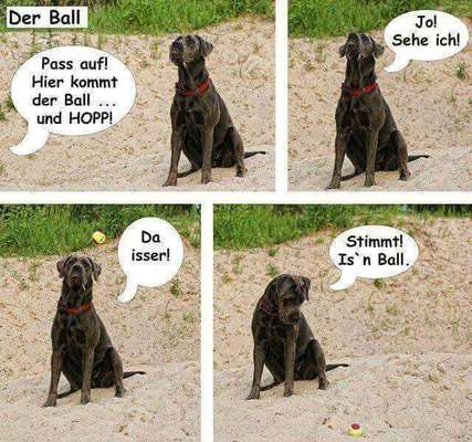 Hunde Memes-Beitrag-Bild