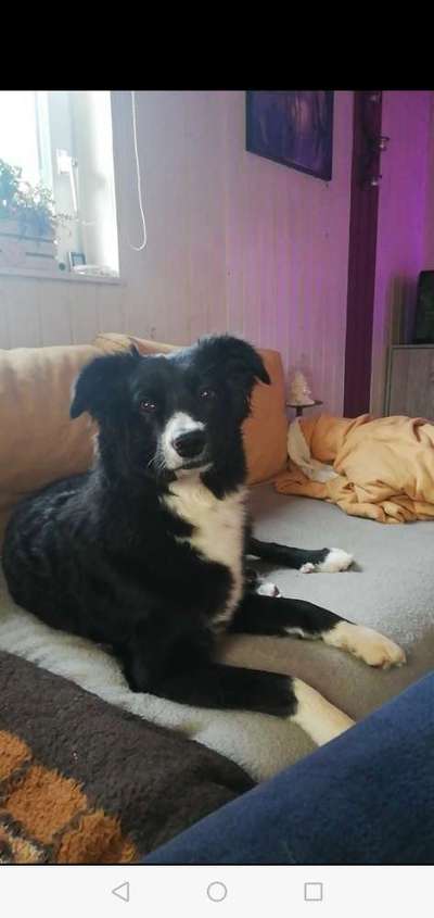 Auslandstierschutz-Beitrag-Bild