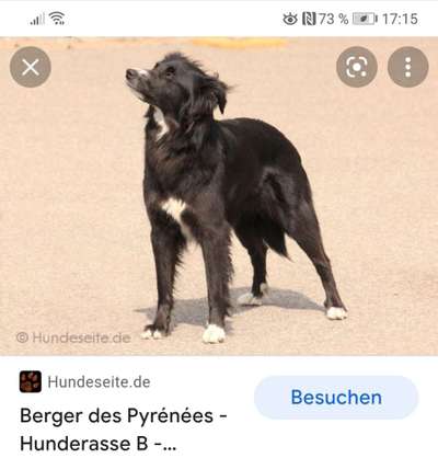 Berger des Pyrénéés-Beitrag-Bild