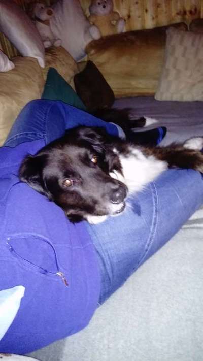 Seelenhunde-Beitrag-Bild