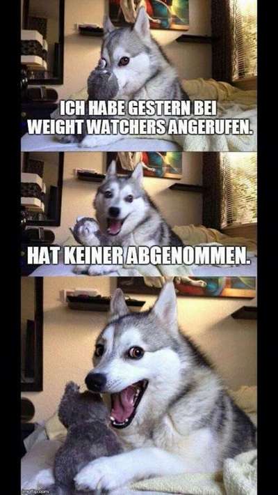 Hunde Memes-Beitrag-Bild