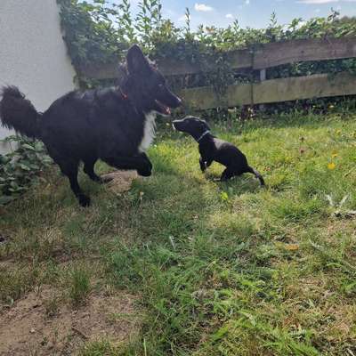 Hundetreffen-Gassi gehen lüdenscheid und umgebung-Bild