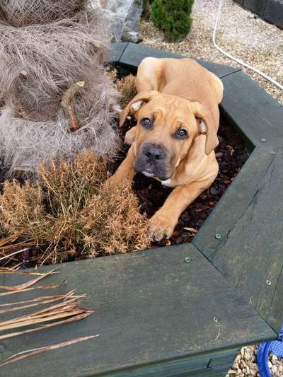 Rassensuche Cane Corso Italiano-Beitrag-Bild