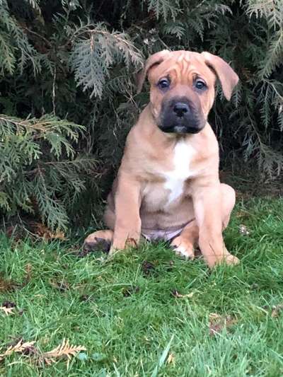 Welpen Bilder !-Beitrag-Bild