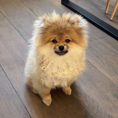 Hundetreffen-Hundefreunde gesucht-Bild