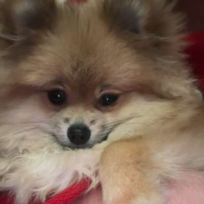 Hundetreffen-Spieltreffen/Spazieren-Bild