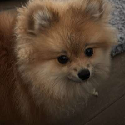 Hundetreffen-Spieltreffen/Spazieren