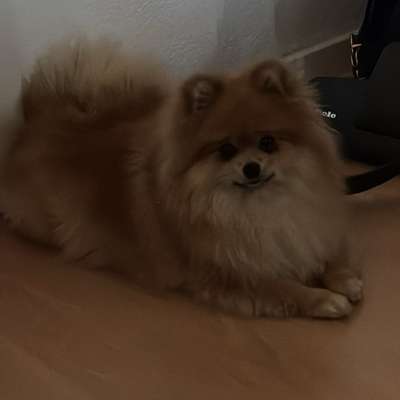 Hundetreffen-Spieltreffen/Spazieren-Bild