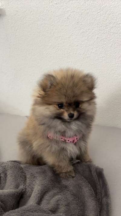 Hundetreffen-Hundefreunde gesucht-Bild