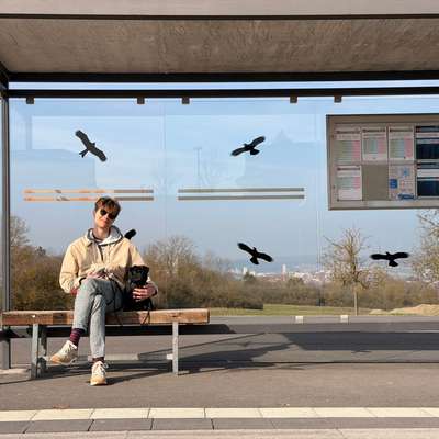 Hundetreffen-Welpentreffen / Spielrunde-Bild