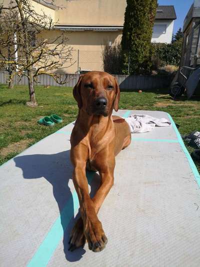 Rhodesian Ridgeback-Beitrag-Bild