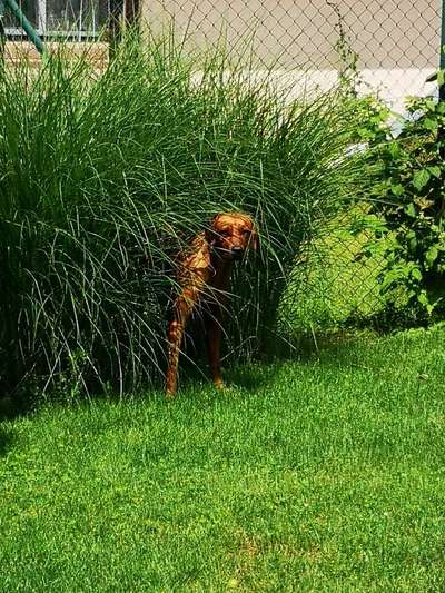 Rhodesian Ridgeback-Beitrag-Bild