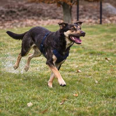 Hundetreffen-Spielrunde-Bild