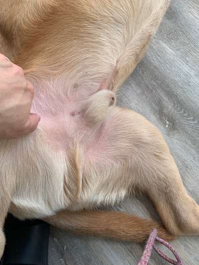 Kastrierter Rüde tropft Eiter aus Penis-Beitrag-Bild