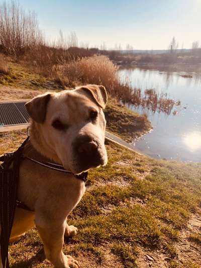 Shar Pei Mischlinge-Beitrag-Bild