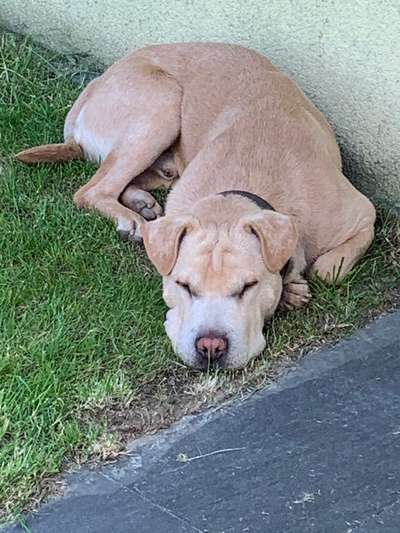 Shar Pei Mischlinge-Beitrag-Bild