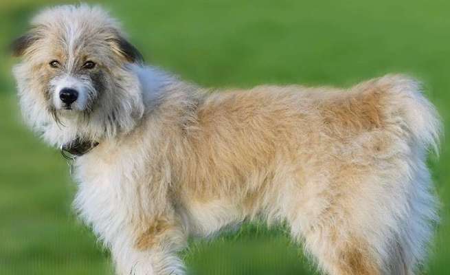 Berger des Pyrénéés-Beitrag-Bild