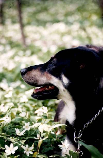aktuelles Foto Gruppe Schäferhundkeratitis