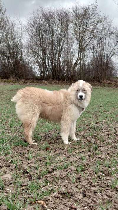 Gibts hier Mioritic Besitzer?-Beitrag-Bild