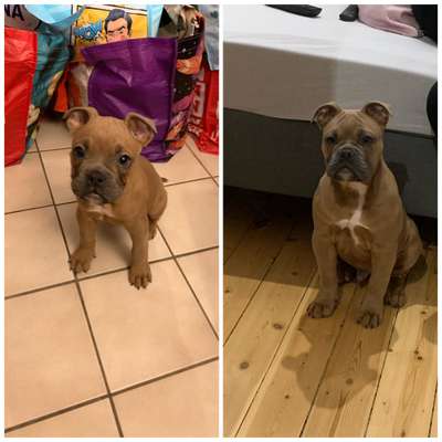 Olde English Bulldogge-Beitrag-Bild