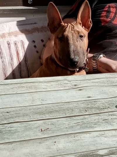 Miniatur Bull Terrier-Beitrag-Bild