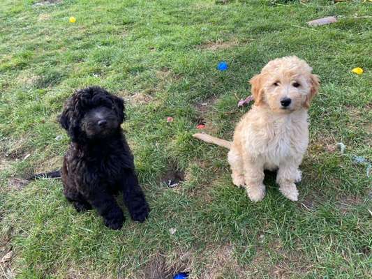 Hundetreffen-Welpentreffen Hundetreffen Spaziergang Gassirunde-Bild