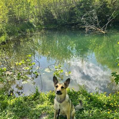 Hundetreffen-Spielpartner/in gesucht!-Bild