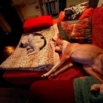 TierschutzhundeStammtisch🐕-Beitrag-Bild