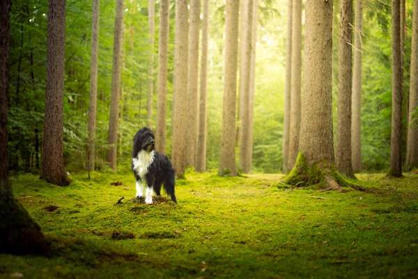 Hundetreffen-Hundefotografie-Bild