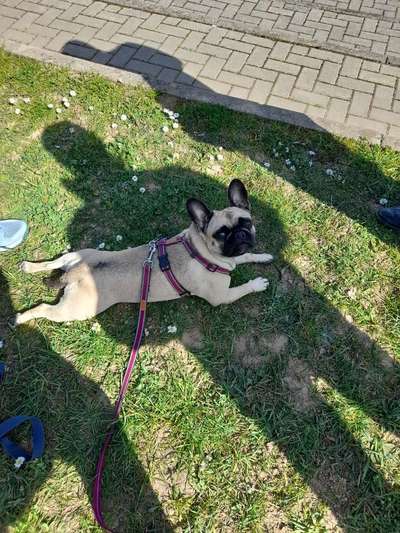 Französische Bulldoggen-Beitrag-Bild