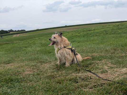 Hundetreffen-Spazieren/Wandern-Bild