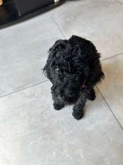 Hundetreffen-Welpen Spaziergang-Bild