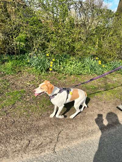 Hunde aus Griechenland-Beitrag-Bild