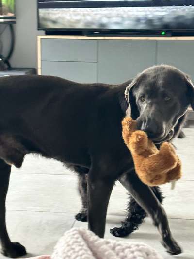 Labradorfans-Beitrag-Bild