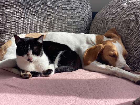 Hund und Katz Momente-Beitrag-Bild
