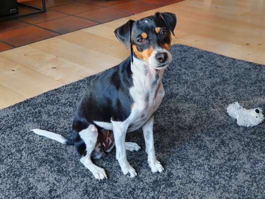 Dansky (Dansk-Svensk Gårdshund)-Beitrag-Bild