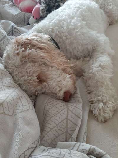 Hunde im Bett-Beitrag-Bild