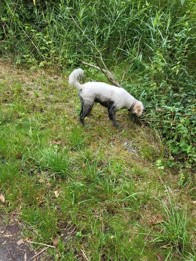 Fotosammlung: ,,Der natürliche Hund" Unbearbeitet, ungestellt und in Natura-Beitrag-Bild